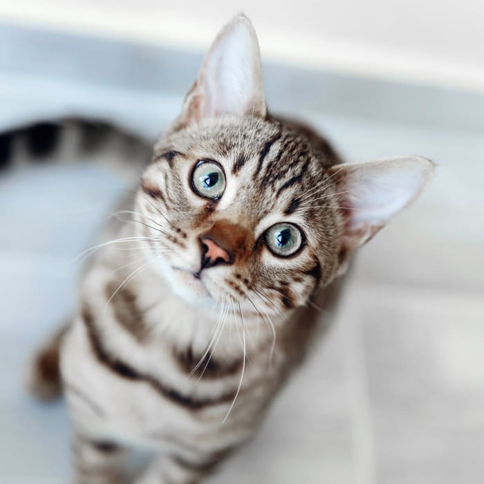 About Everhart Animal Hospital, Corpus Christi Veterinarian