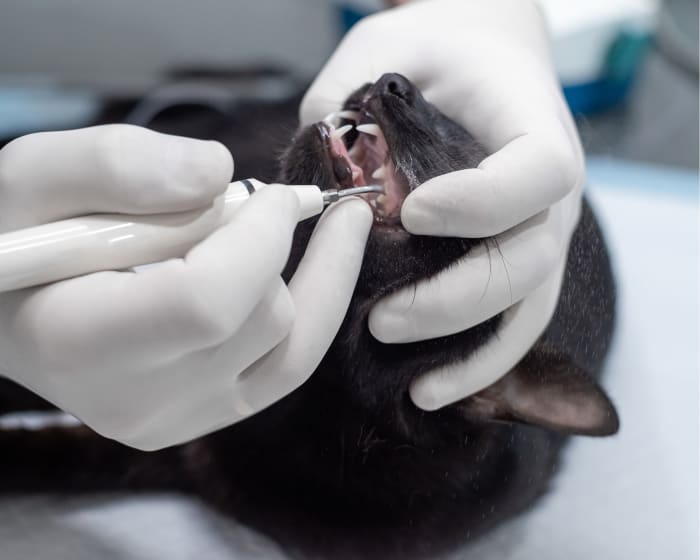 Cat & Dog Dental Care in Corpus Christi Vet