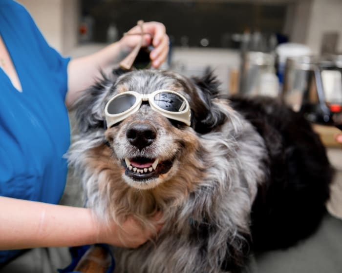 Cold Laser Therapy For Dogs in Corpus Christi 