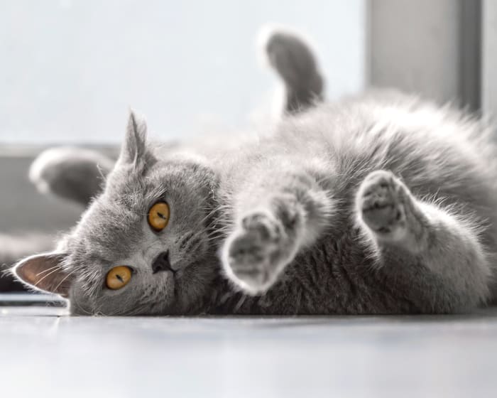 Veterinary Surgery in Corpus Christi